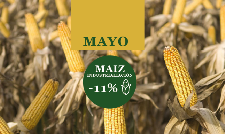 La industrialización de maíz cae 11% interanual a mayo