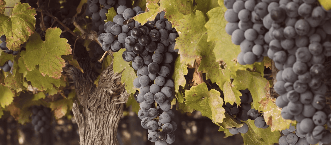 Se consolida la caída de ventas mayoristas, consumo interno y exportaciones en el sector vitivinícola.