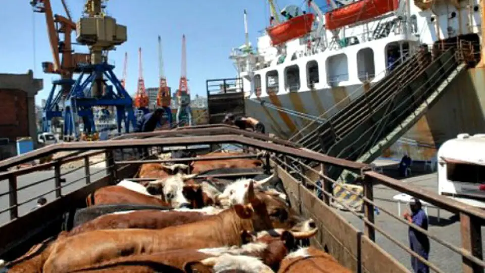 La apertura de mercados de ganado vacuno en pie: una amenaza (más) para la cadena de valor de la carne
