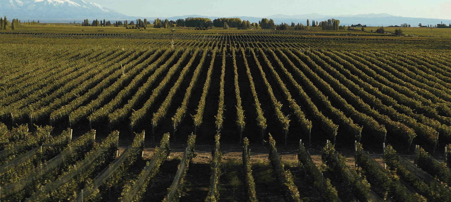 Nota de apoyo a Coviar